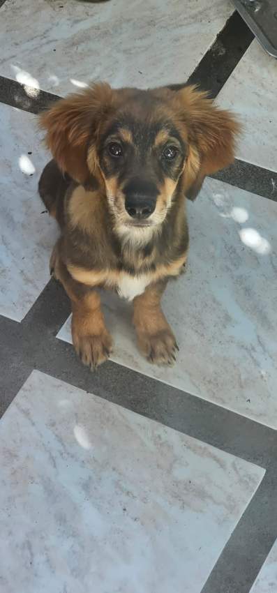 A vendre Griffon Nain teckel mix 4 mois - 5 - Dogs  on Aster Vender