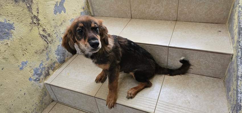 A vendre Griffon Nain teckel mix 4 mois - 0 - Dogs  on Aster Vender