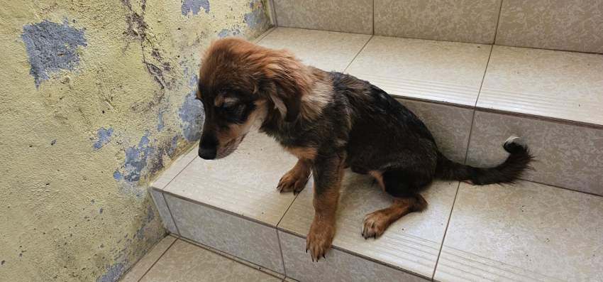 A vendre Griffon Nain teckel mix 4 mois - 2 - Dogs  on Aster Vender