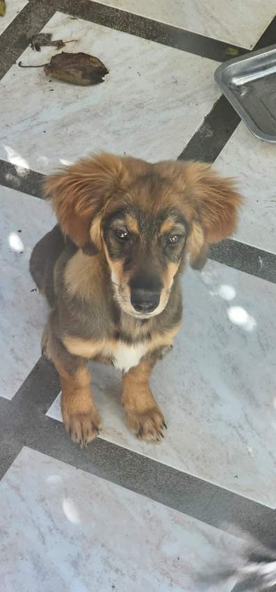 A vendre Griffon Nain teckel mix 4 mois - 3 - Dogs  on Aster Vender