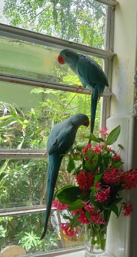 Jeune cato bleu - 1 - Birds  on Aster Vender