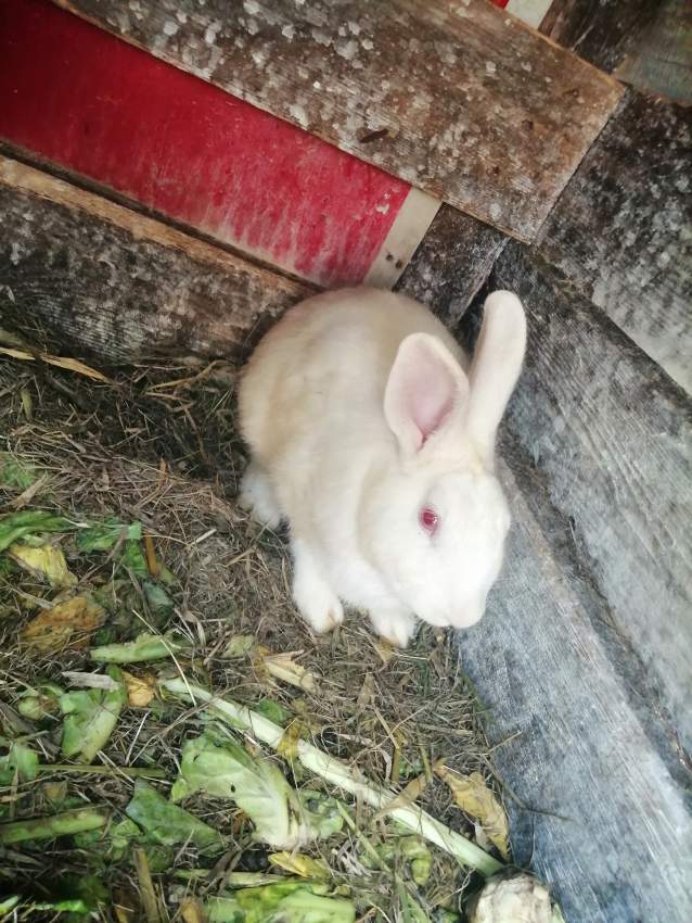 Rabbit  - 0 - Other Pets  on Aster Vender