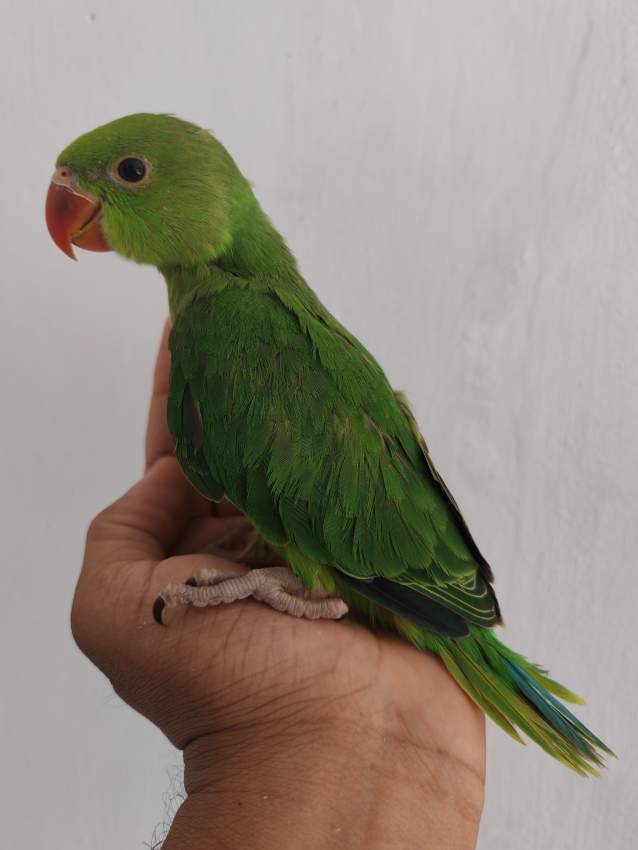 Cato vert apprivoiser - 0 - Birds  on Aster Vender