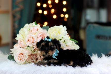 Tiny Teacup yorkie puppies - 0 - Dogs  on Aster Vender