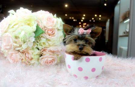 Tiny Teacup yorkie puppies - 2 - Dogs  on Aster Vender