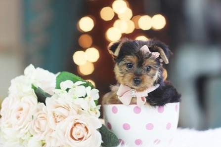 Tiny Teacup yorkie puppies - 1 - Dogs  on Aster Vender