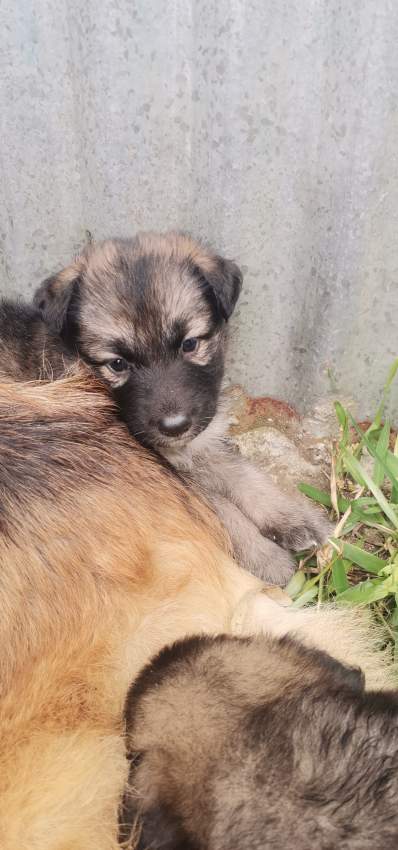 German Shepherd Puppy - 1 - Dogs  on Aster Vender