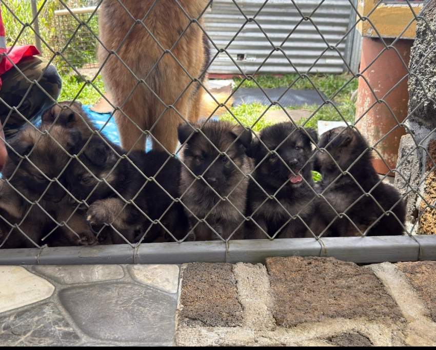 German Shepherd Puppy - 4 - Dogs  on Aster Vender