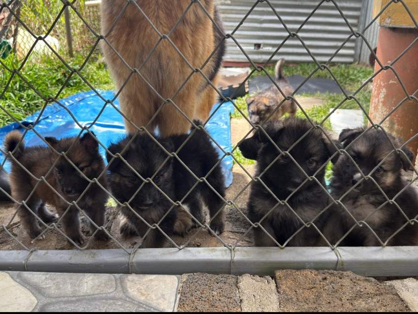 German Shepherd Puppy - 3 - Dogs  on Aster Vender