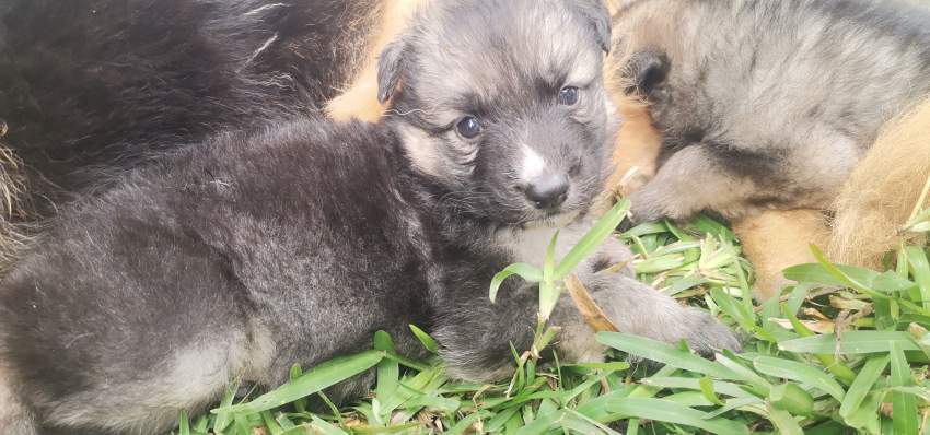 German Shepherd Puppy - 0 - Dogs  on Aster Vender