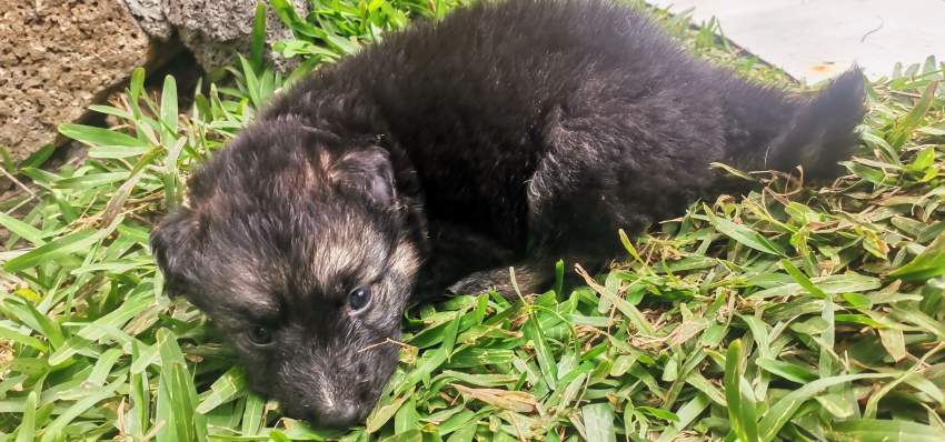 German Shepherd Puppy - 2 - Dogs  on Aster Vender