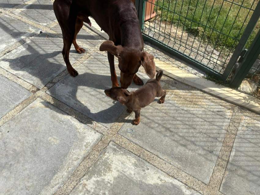 doberman purebreed - 4 - Dogs  on Aster Vender