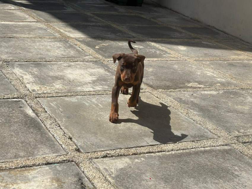 doberman purebreed - 3 - Dogs  on Aster Vender