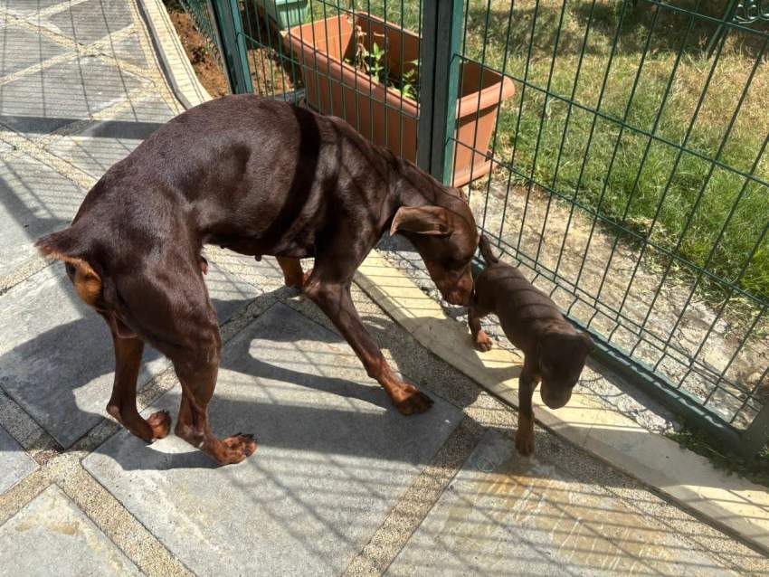 doberman purebreed - 8 - Dogs  on Aster Vender