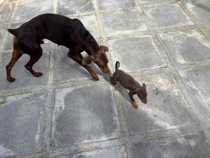 doberman purebreed - 7 - Dogs  on Aster Vender