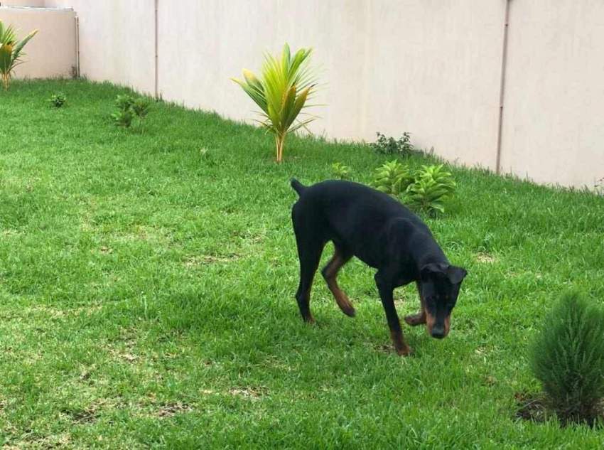 doberman purebreed - 1 - Dogs  on Aster Vender