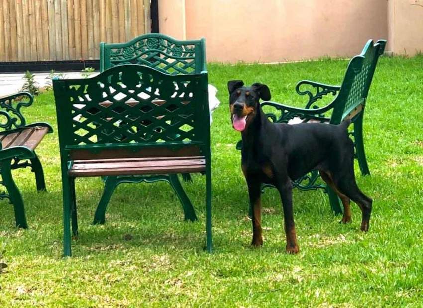 doberman purebreed - 5 - Dogs  on Aster Vender