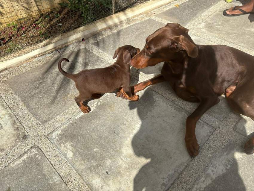 doberman purebreed - 2 - Dogs  on Aster Vender
