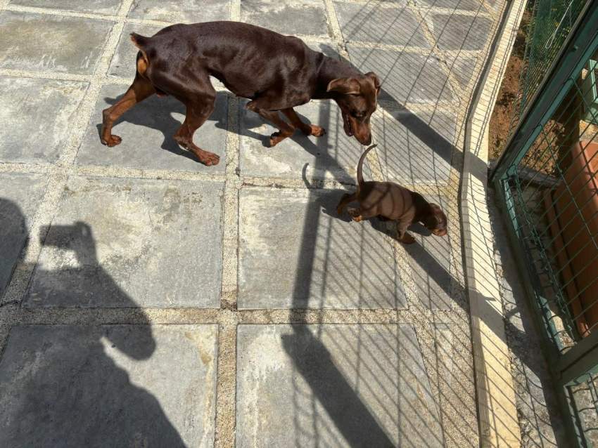 doberman purebreed - 6 - Dogs  on Aster Vender