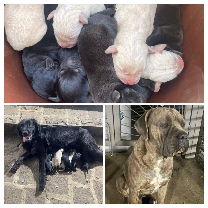 Available cane corso-Lab mix puppies - 0 - Dogs  on Aster Vender