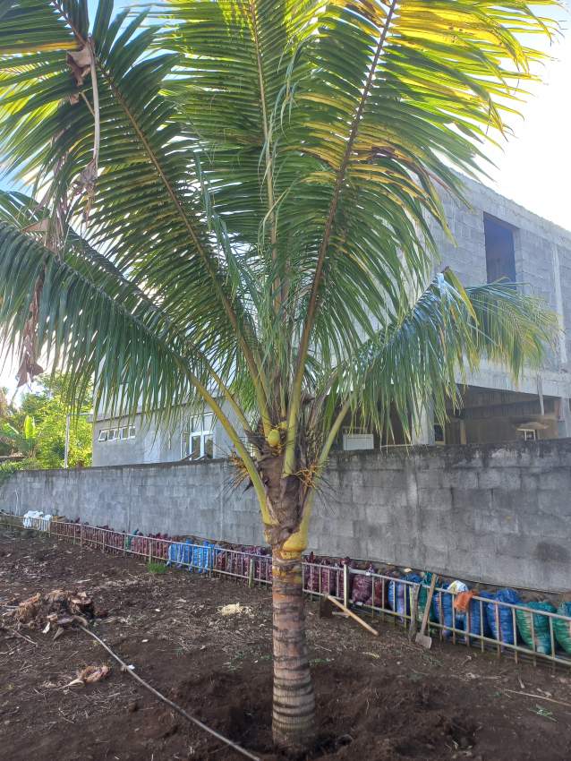 COCONUT TREE FOR SALE - 0 - Plants and Trees  on Aster Vender