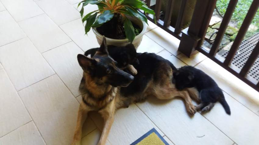 Berger Allemand/ German Shepherd - 1 - Dogs  on Aster Vender