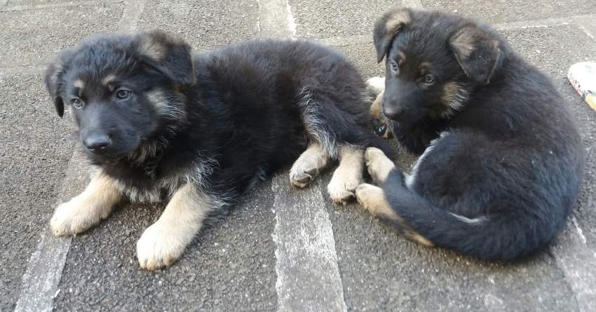 Berger Allemand/ German Shepherd on Aster Vender