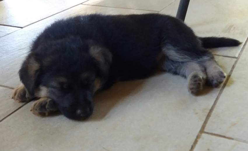 Berger Allemand/ German Shepherd - 2 - Dogs  on Aster Vender