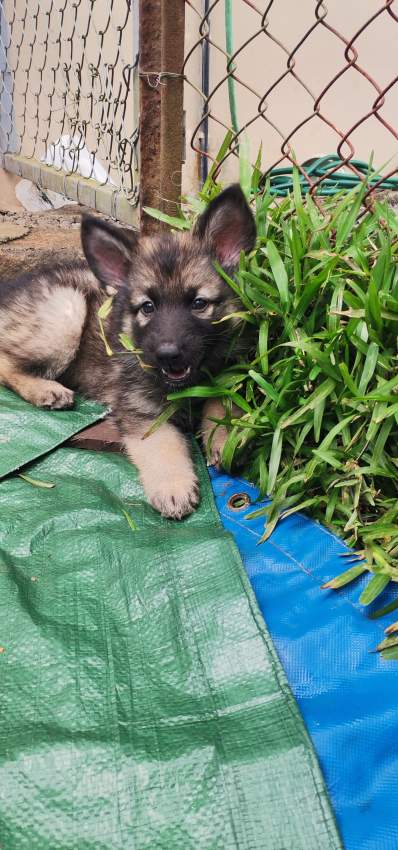 Female Light Tan and Black German Shepherd Puppy - 2 - Dogs  on Aster Vender
