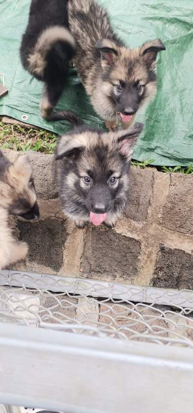 Female Light Tan and Black German Shepherd Puppy - 1 - Dogs  on Aster Vender