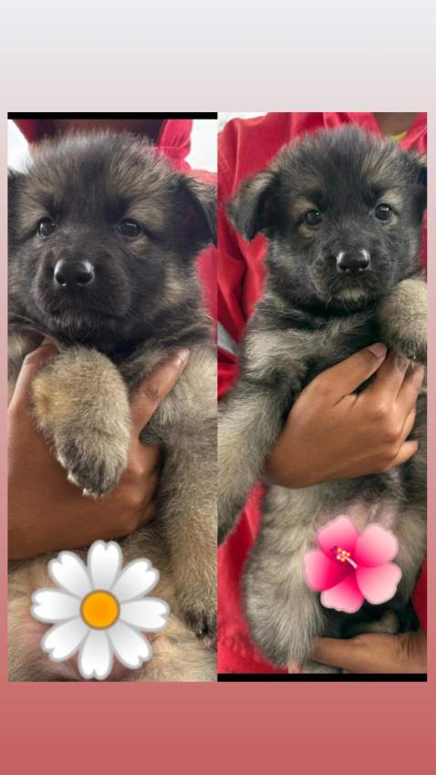 Female Light Tan and Black German Shepherd Puppy