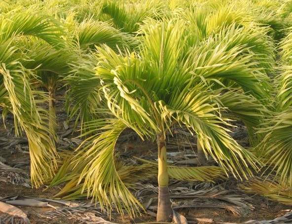 Manilla palm tree ( cocopac)   - 3 - Plants and Trees  on Aster Vender