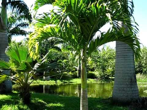 Manilla palm tree ( cocopac)   - 1 - Plants and Trees  on Aster Vender