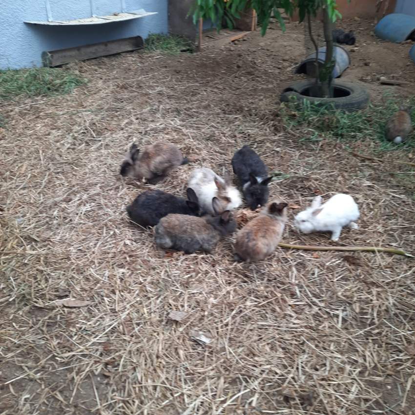 Lionfield rabbit - 2 - Rabbit  on Aster Vender