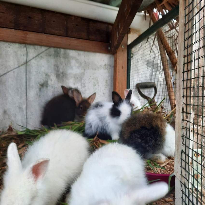 Lionfield rabbit - 6 - Rabbit  on Aster Vender