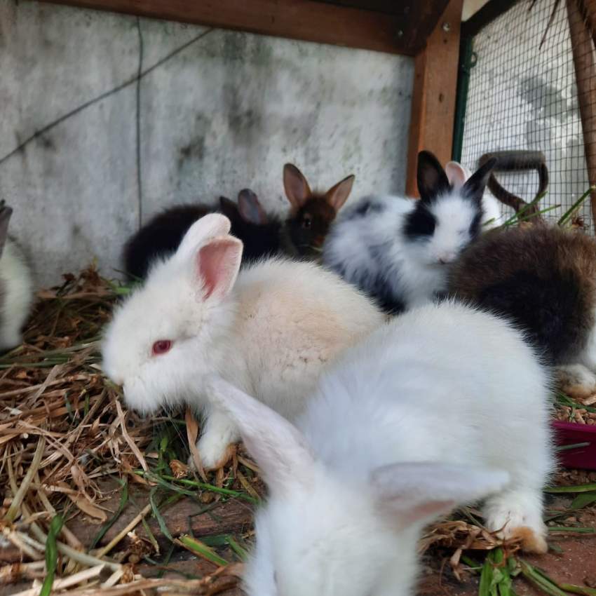 Lionfield rabbit - 5 - Rabbit  on Aster Vender