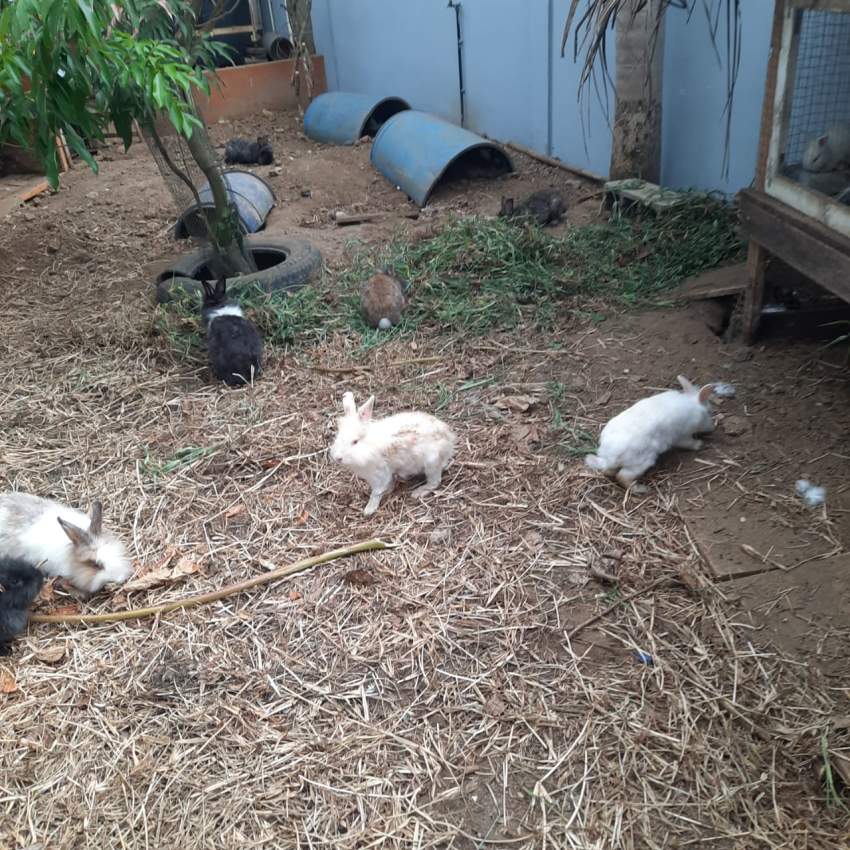 Lionfield rabbit - 3 - Rabbit  on Aster Vender