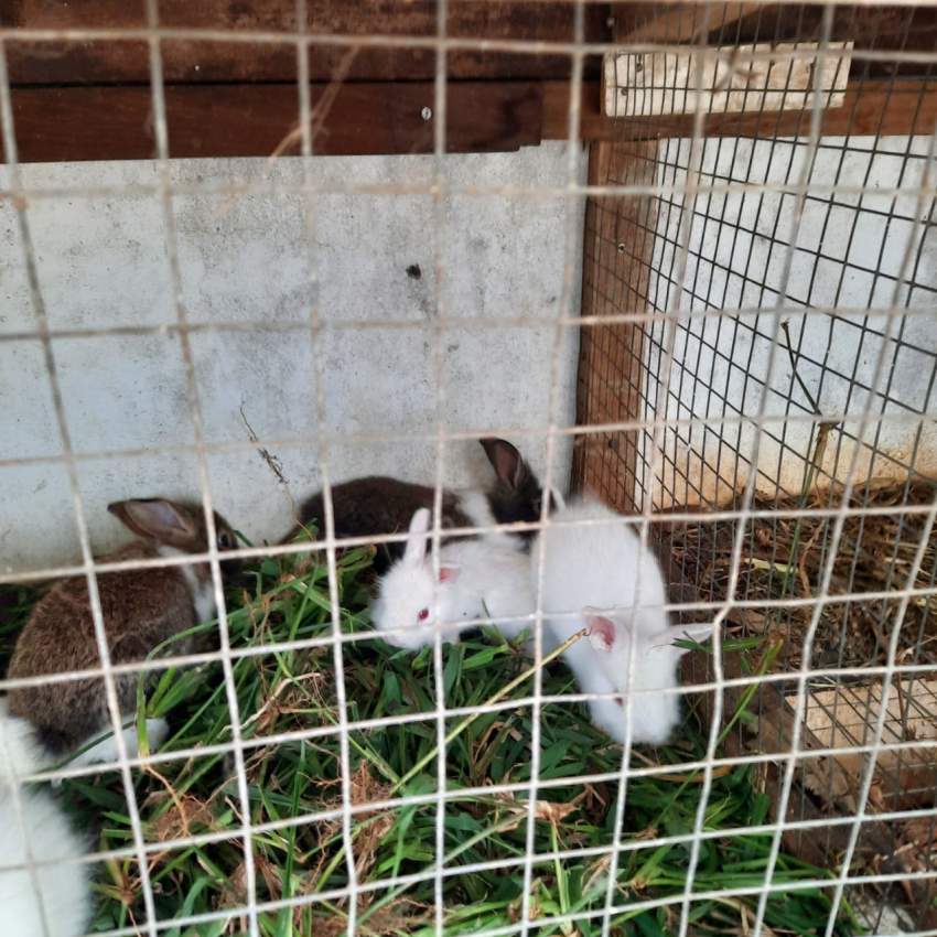 Lionfield rabbit - 1 - Rabbit  on Aster Vender