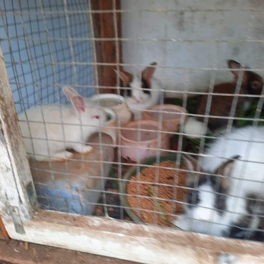 Lionfield rabbit - 4 - Rabbit  on Aster Vender