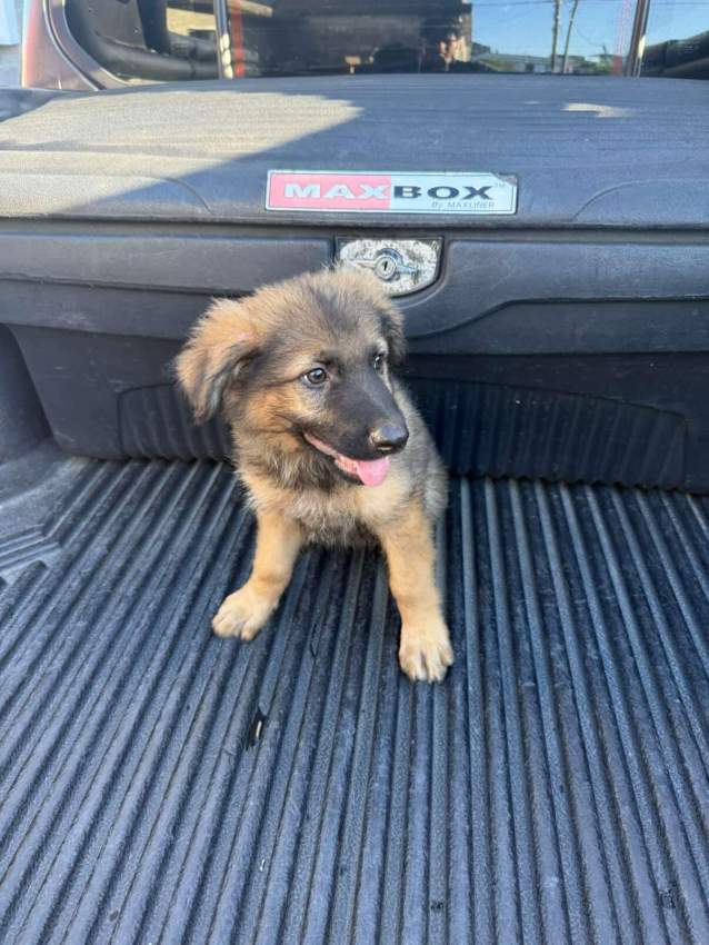 German shepherd puppy - 5 - Dogs  on Aster Vender