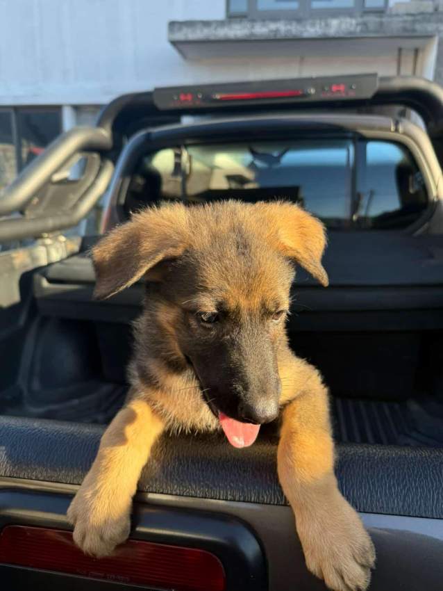 German shepherd puppy - 2 - Dogs  on Aster Vender