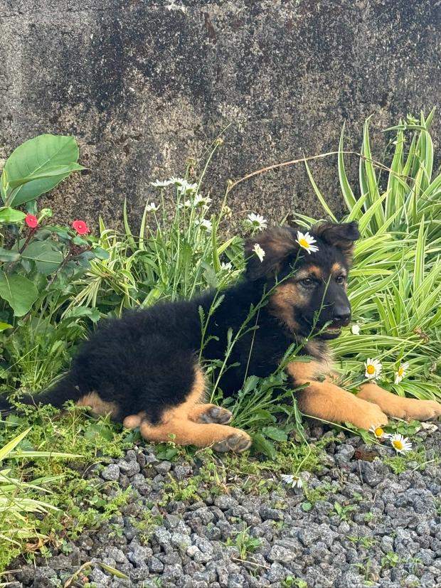 German shepherd puppy - 1 - Dogs  on Aster Vender