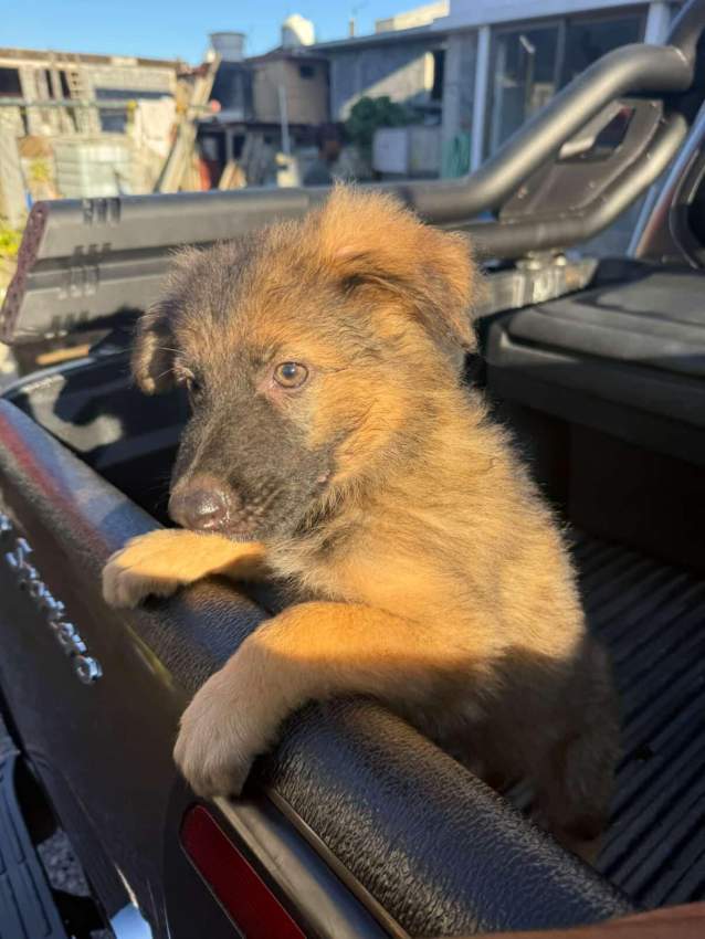 German shepherd puppy - 4 - Dogs  on Aster Vender