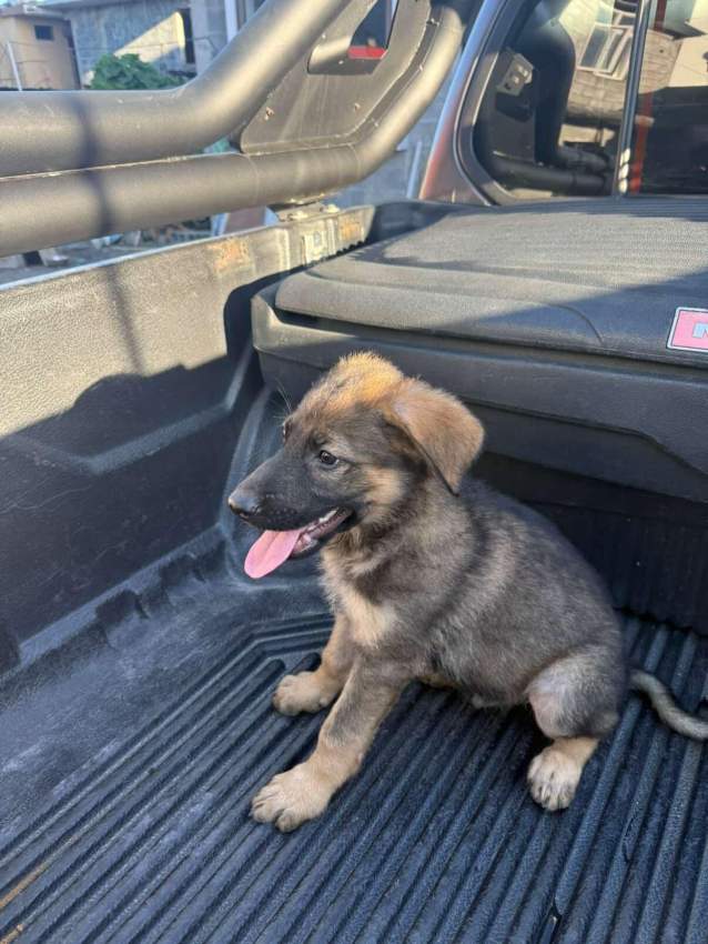 German shepherd puppy - 3 - Dogs  on Aster Vender