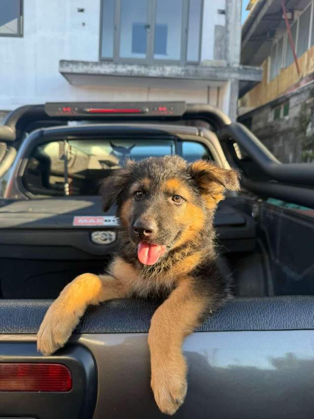 German shepherd puppy - 6 - Dogs  on Aster Vender