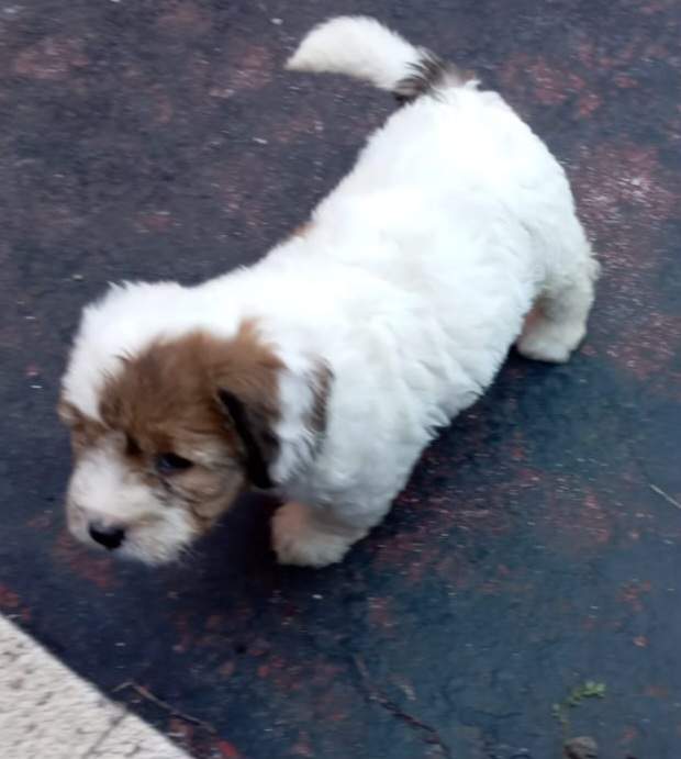 Griffon nain pur sang a vendre on Aster Vender