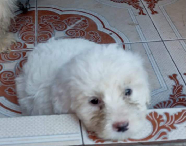 Griffon nain pur sang a vendre