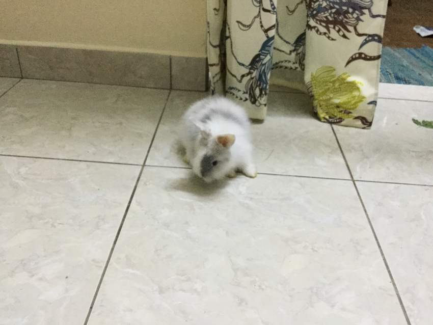 Lapin - 1 - Other Pets  on Aster Vender