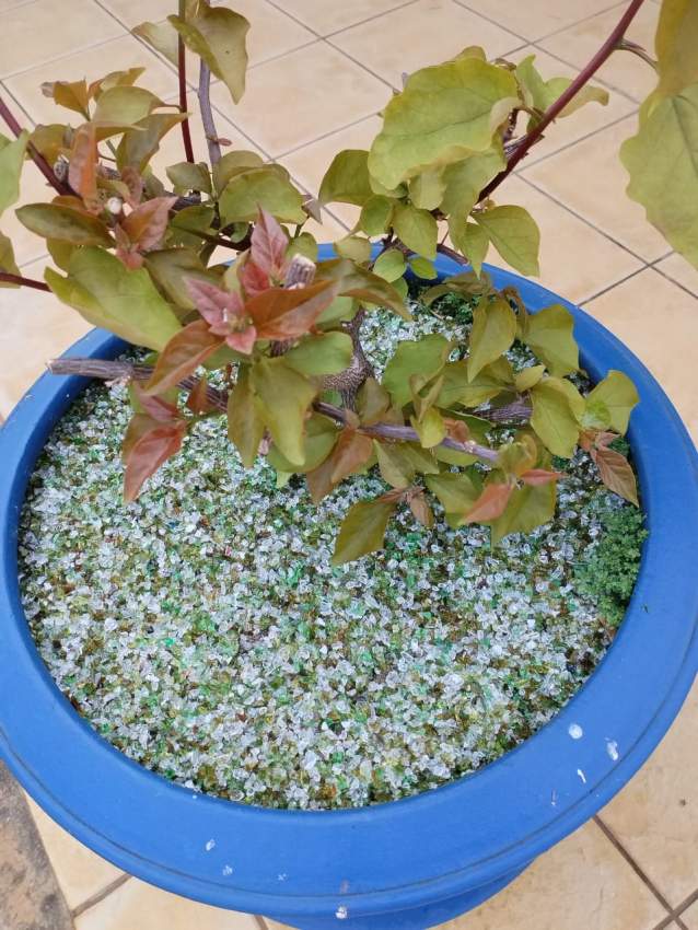 Verres polis - Déco jardins / pots et autres - 3  on Aster Vender