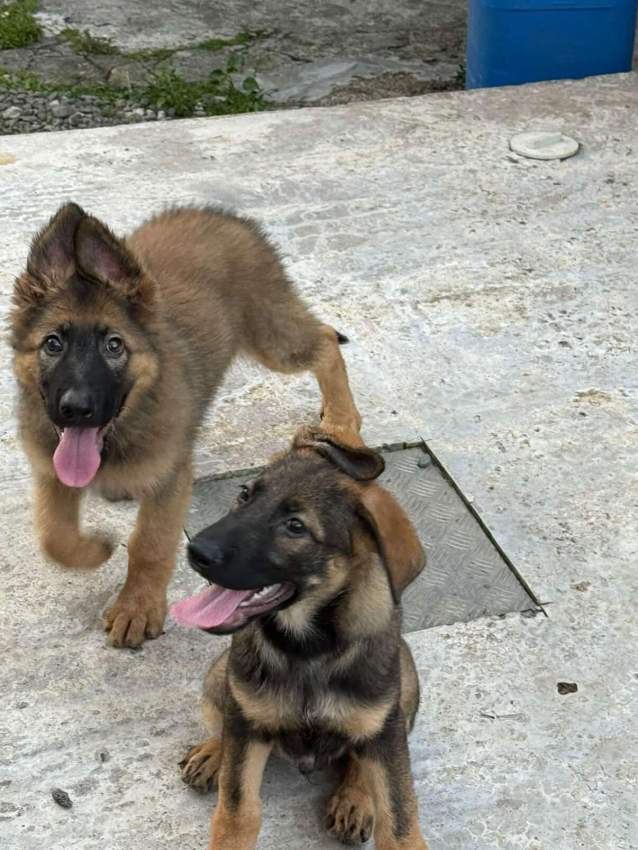 German shepherd puppy - 1 - Dogs  on Aster Vender
